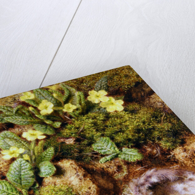 Primroses with Bird's Nest by William Henry Hunt