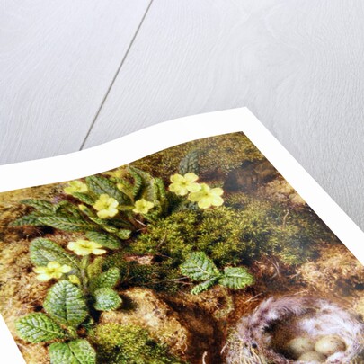 Primroses with Bird's Nest by William Henry Hunt