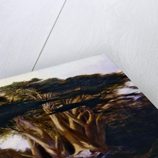 The Cedars of Lebanon, 1861 by Edward Lear