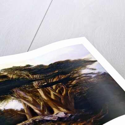 The Cedars of Lebanon, 1861 by Edward Lear