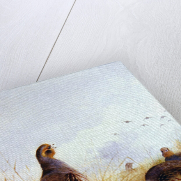 Three English Partidges, 1910 by Archibald Thorburn