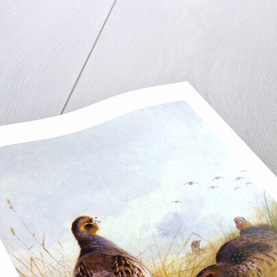 Three English Partidges, 1910 by Archibald Thorburn