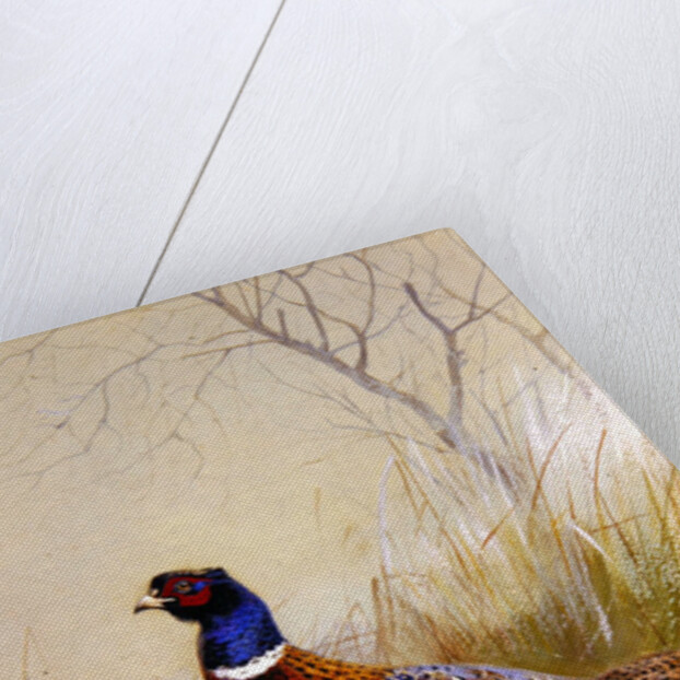 Chinese Ring-necked Pheasants in the Snow, 1910 by Archibald Thorburn