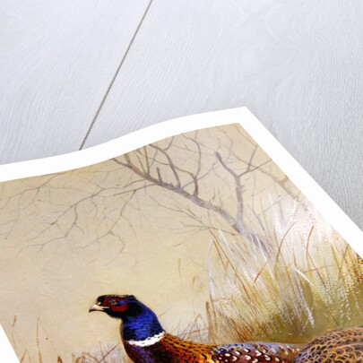Chinese Ring-necked Pheasants in the Snow, 1910 by Archibald Thorburn