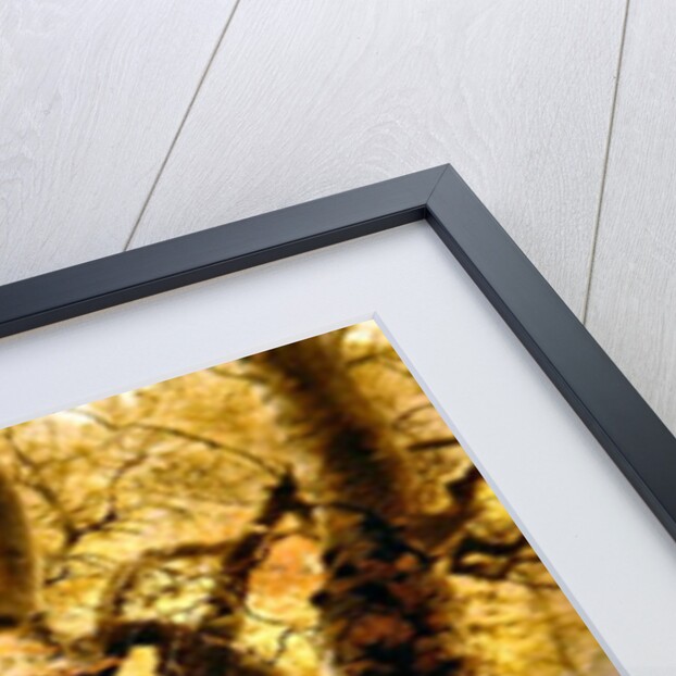 A Wooded Landscape, 1887 by Andrew McCallum