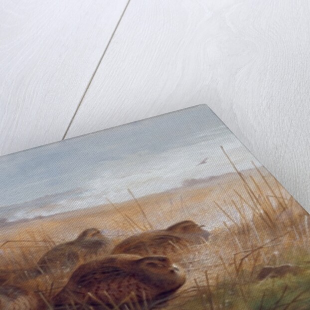 Snipe, 1923 by Archibald Thorburn