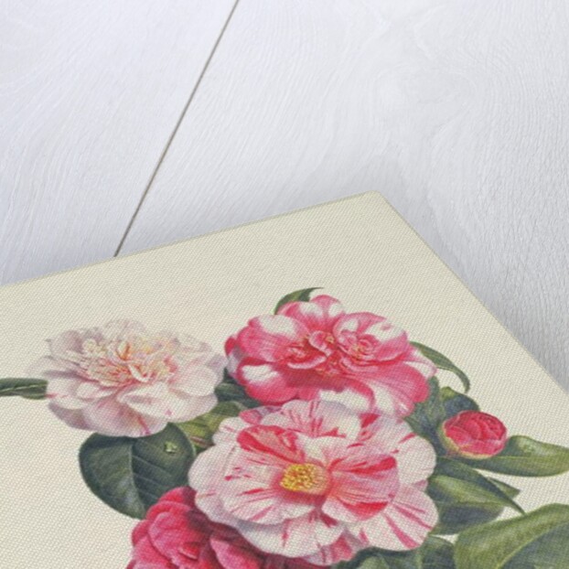 Camelias, c.1840 by Augusta Innes Withers