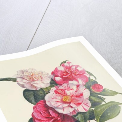 Camelias, c.1840 by Augusta Innes Withers