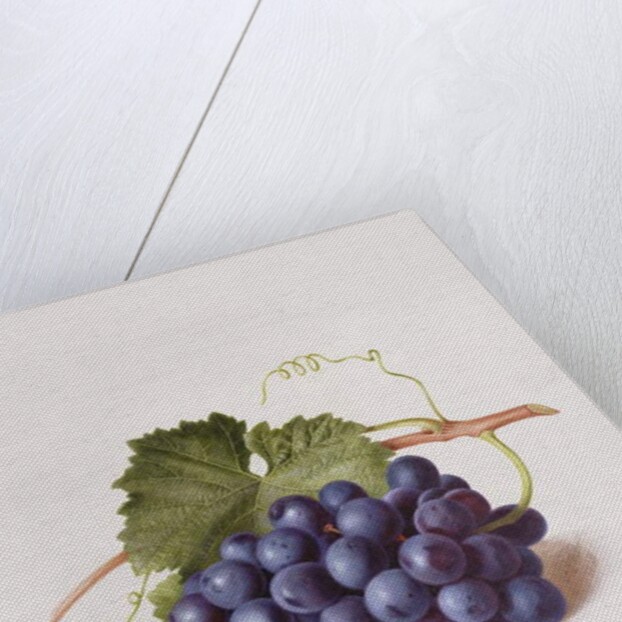 Fruit of the Vine, 1868 by Augusta Innes Withers