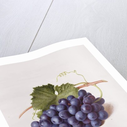 Fruit of the Vine, 1868 by Augusta Innes Withers
