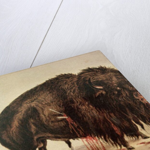 Buffalo stricken by arrows by George Catlin