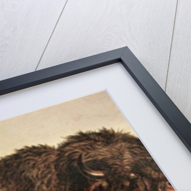 Buffalo stricken by arrows by George Catlin