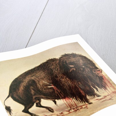Buffalo stricken by arrows by George Catlin