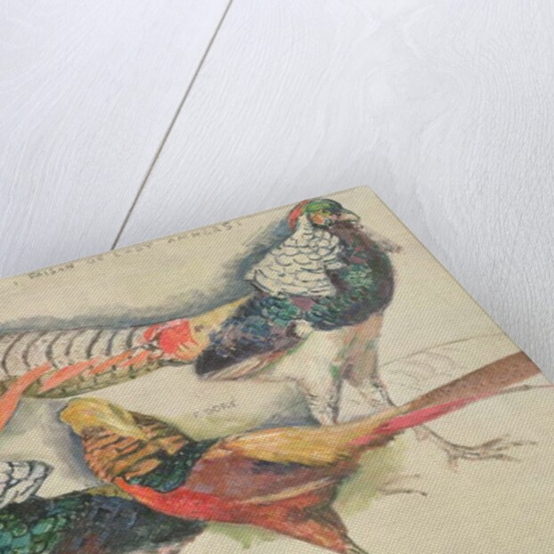 Lady Amherst's Pheasant by Theo van Rysselberghe