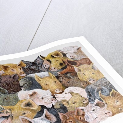 Pigs Galore by Pat Scott