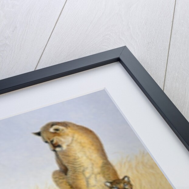 The Big Cats by Pat Scott