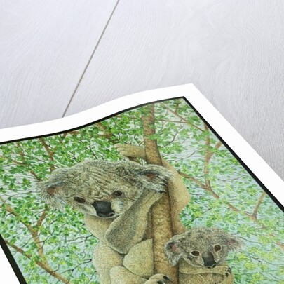 Top of the tree by Pat Scott