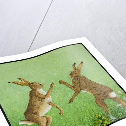 Boxing clever by Pat Scott