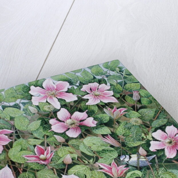 Nesting in Clematis by Pat Scott