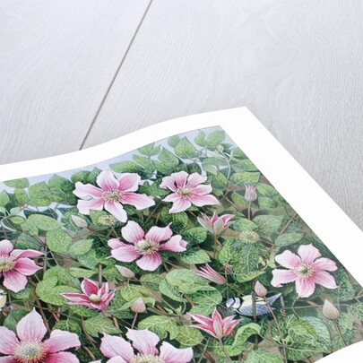 Nesting in Clematis by Pat Scott