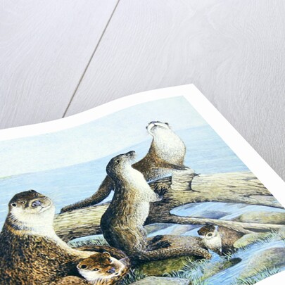 Playtime by Pat Scott