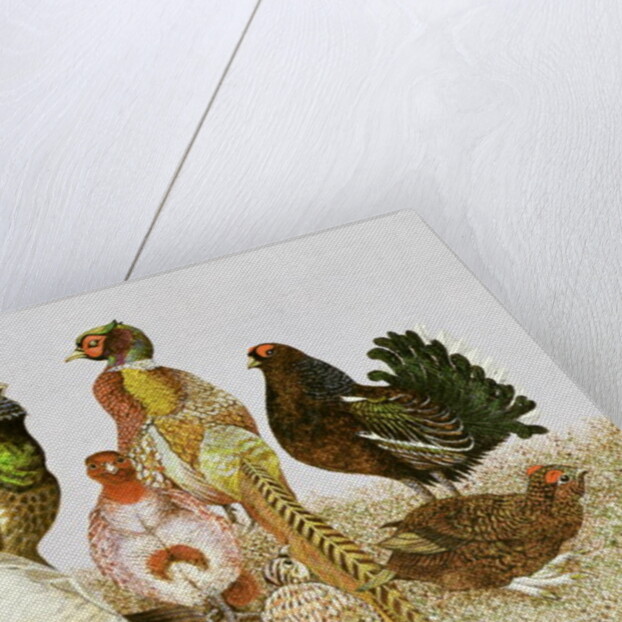 Game Birds by Pat Scott