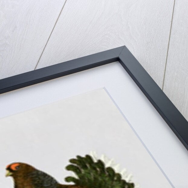 Game Birds by Pat Scott