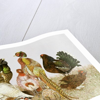 Game Birds by Pat Scott