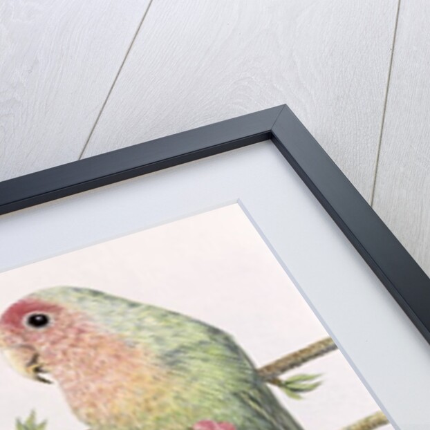 Love Birds by Pat Scott