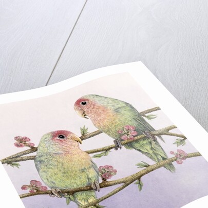 Love Birds by Pat Scott