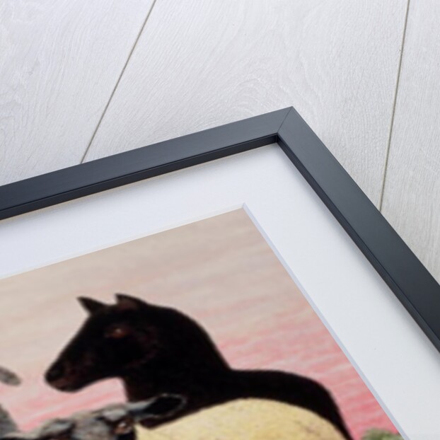 Shepherds Delight by Pat Scott