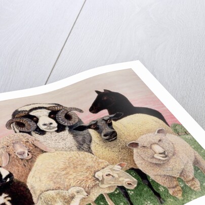 Shepherds Delight by Pat Scott