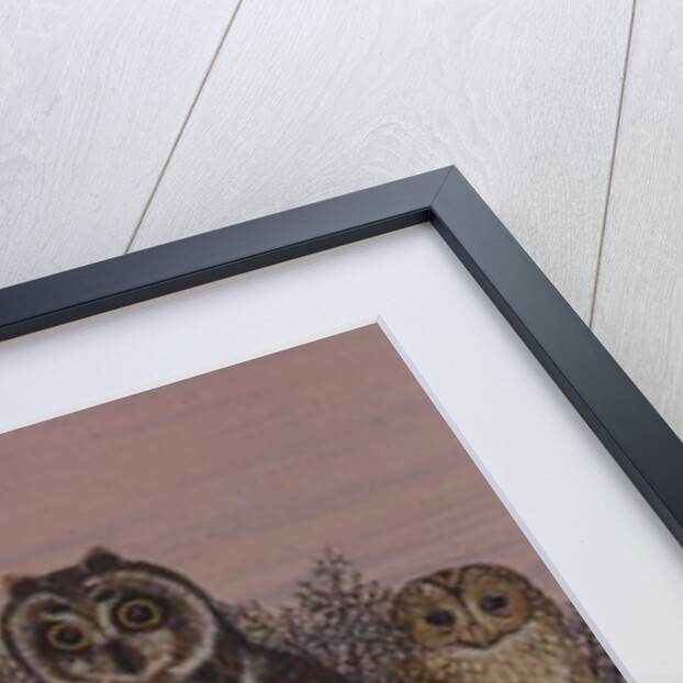 Tu-whit Tu-whooing by Pat Scott