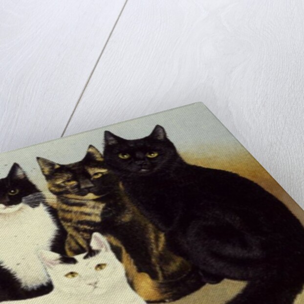 Miss Cox's Cats by Pat Scott