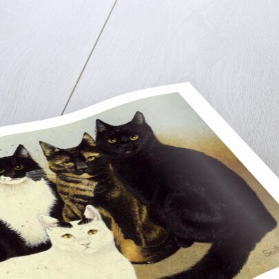 Miss Cox's Cats by Pat Scott