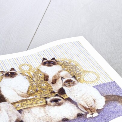 Chocolate creams by Pat Scott