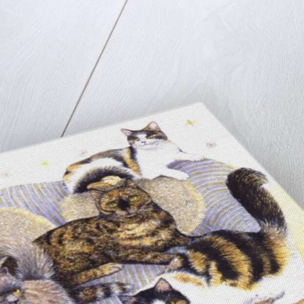 Tortoiseshell ladies by Pat Scott