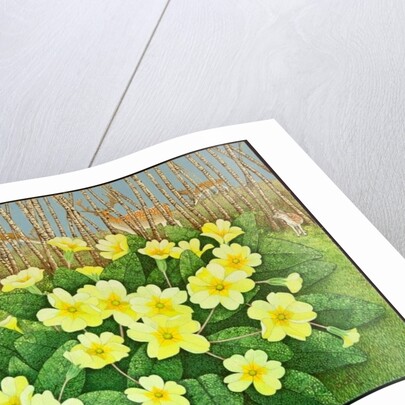 Looking Hopeful, 2011 by Pat Scott