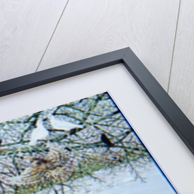 The Odd Duck by Pat Scott