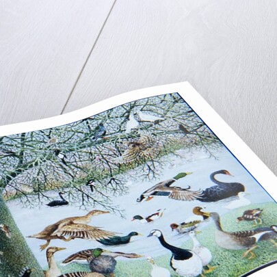 The Odd Duck by Pat Scott