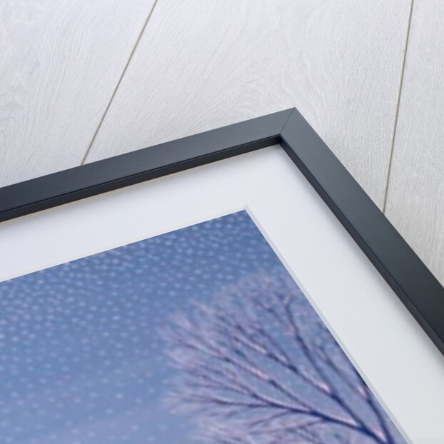 Henri's winter innocence by Peter Szumowski