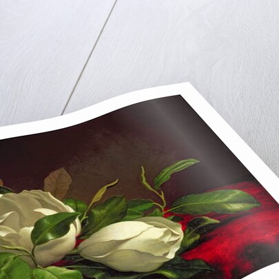 Magnolia by Martin Johnson Heade