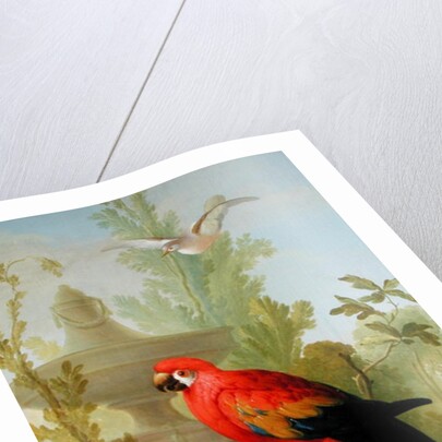 A Macaw and a Dove in an ornamental Garden, 1772 by Gerrit van den Heuvel