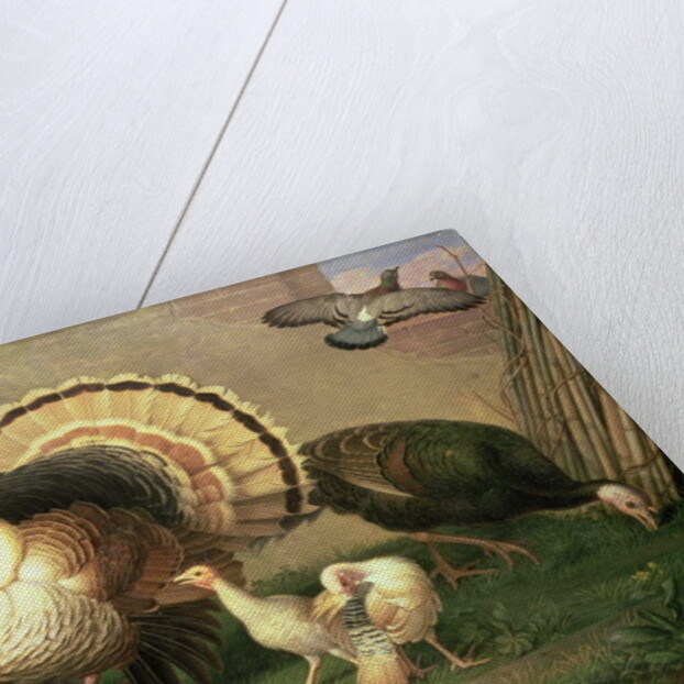 Turkeys by Johan Wenzel Peter