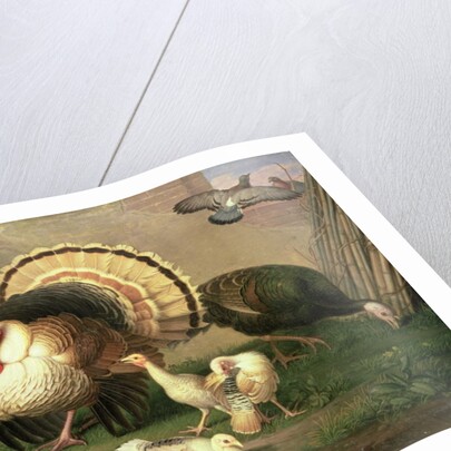 Turkeys by Johan Wenzel Peter