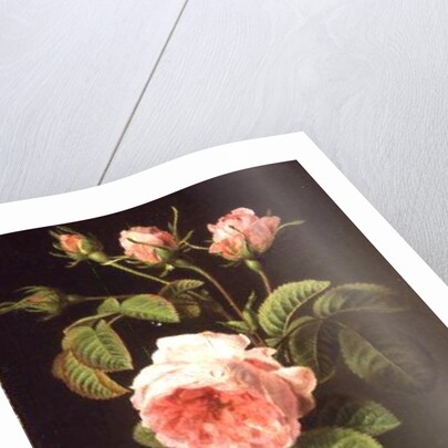 A Branch of Roses by Cornelis van Spaendonck