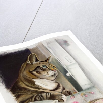 Stripy at the window by Anne Robinson