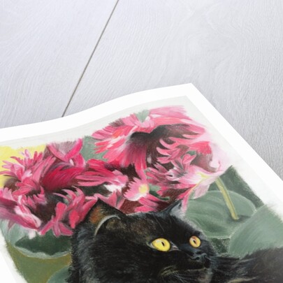 Black tulips by Anne Robinson