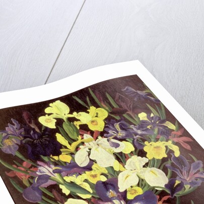 Group of Irises, c.1940 by Cedric Morris