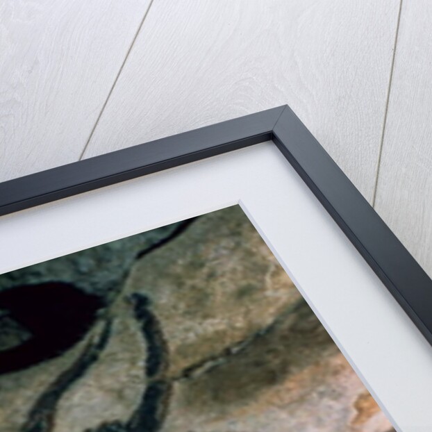 Rock painting of a bull and horses, c.17000 BC by Prehistoric Prehistoric